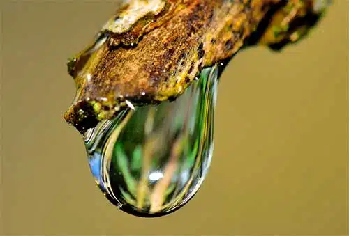 Irrigazione a goccia