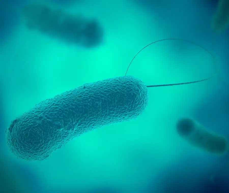 foto al microscopio del batterio legionella acqua