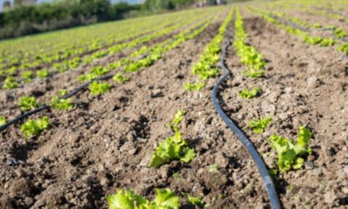 sistemi di irrigazione per orti